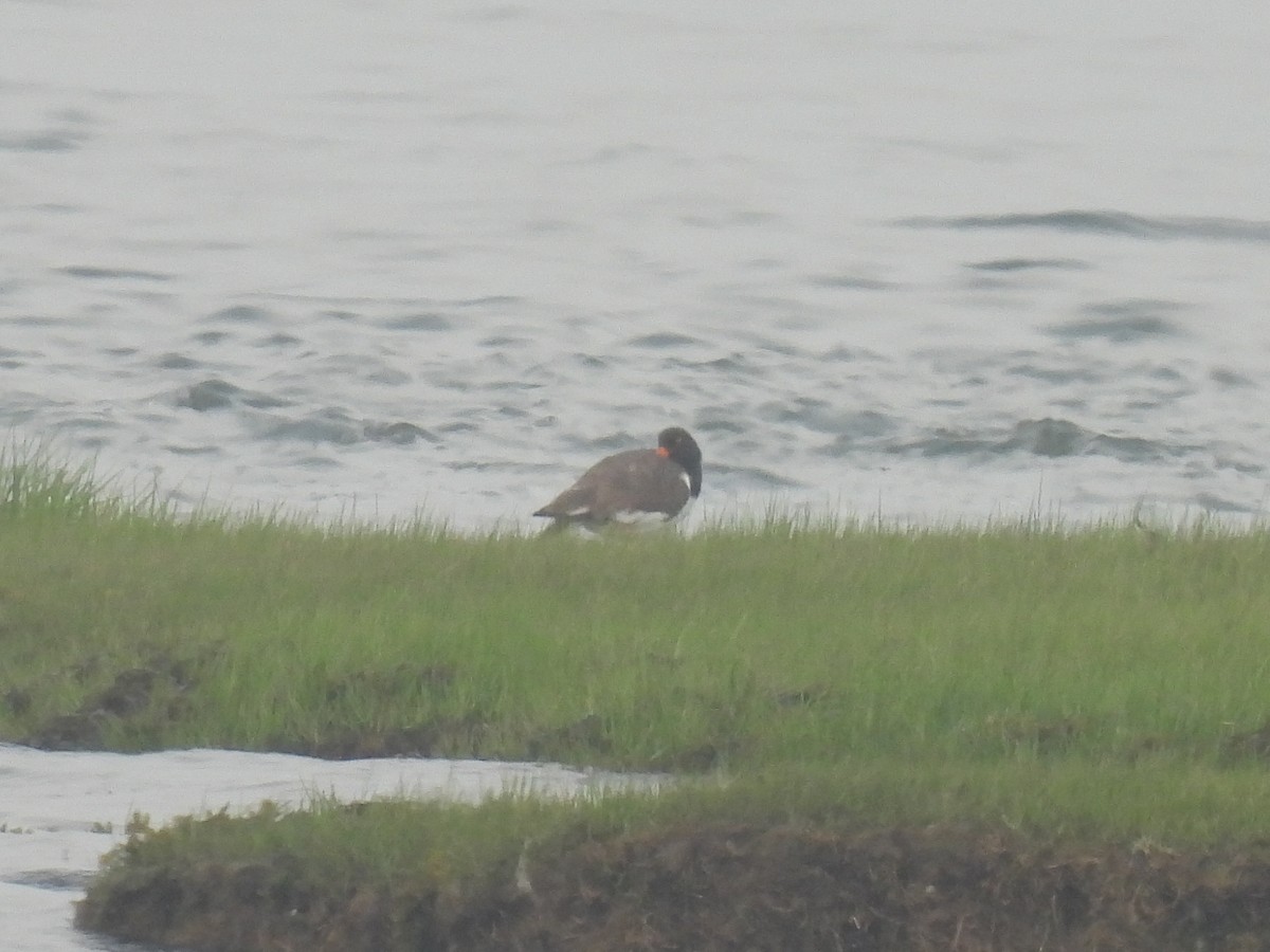 American Oystercatcher - ML619546619