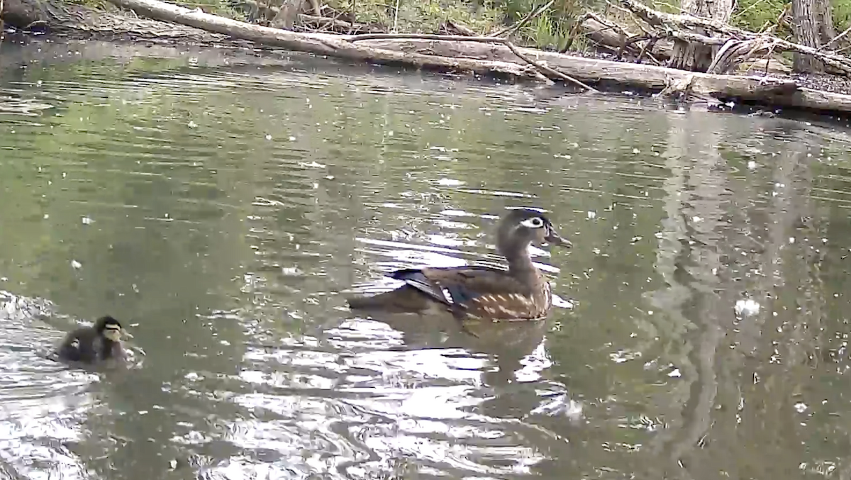 Wood Duck - Nancy  Clarke