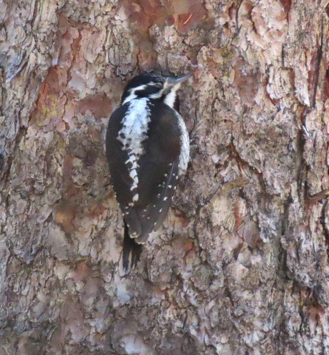 American Three-toed Woodpecker - ML619546628