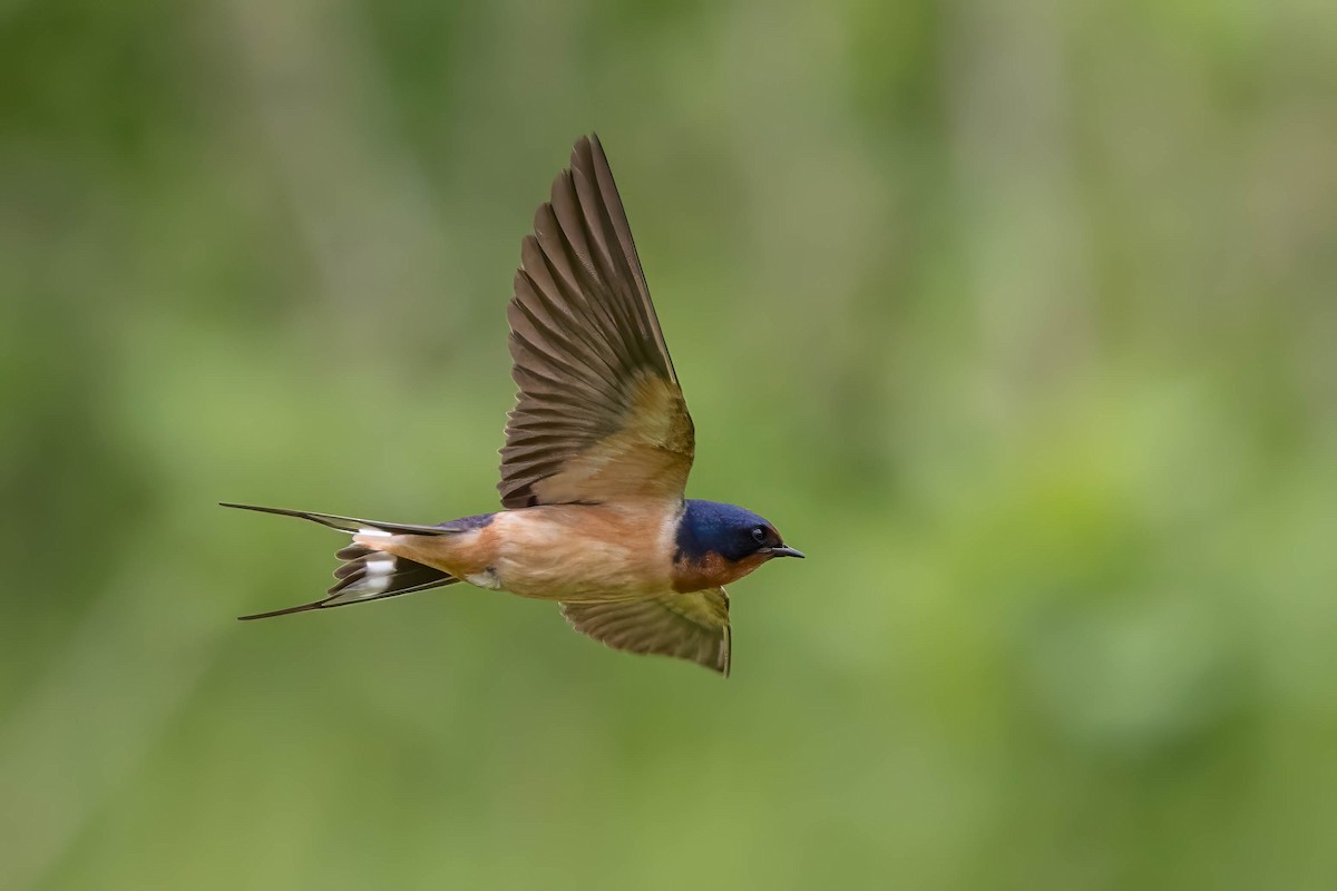 Golondrina Común - ML619546634