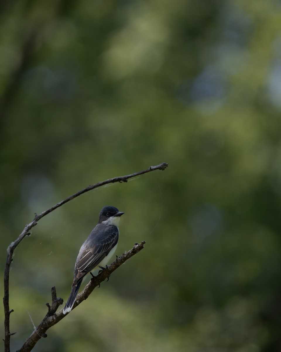 Eastern Kingbird - Joseph Bratta