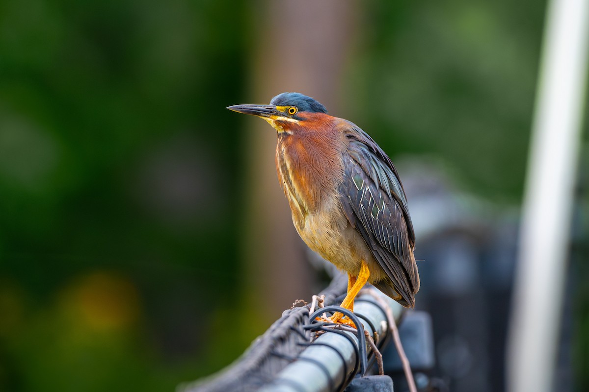 Green Heron - Doug Norwood