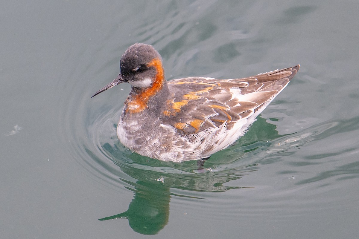 Red-necked Phalarope - Karen Kreiger