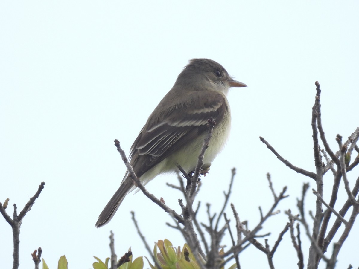 Willow Flycatcher - Cindy Leffelman