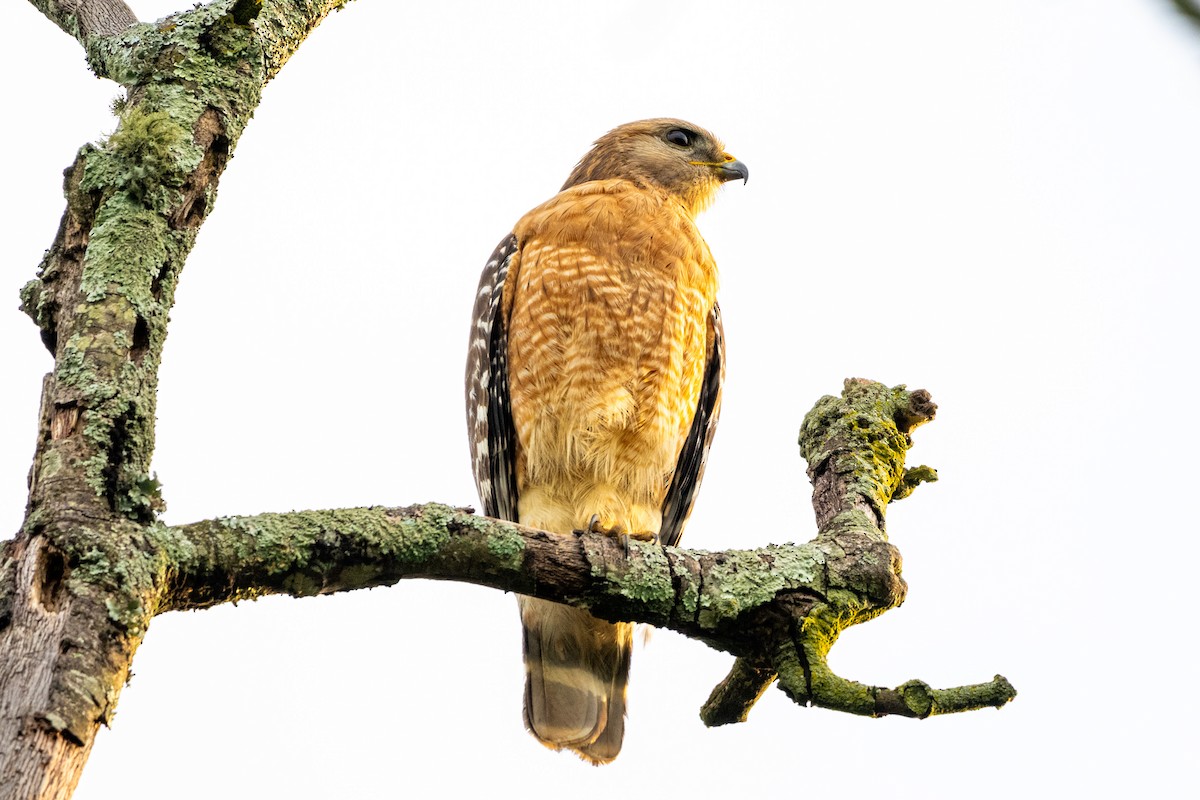 Red-shouldered Hawk - Doug Norwood