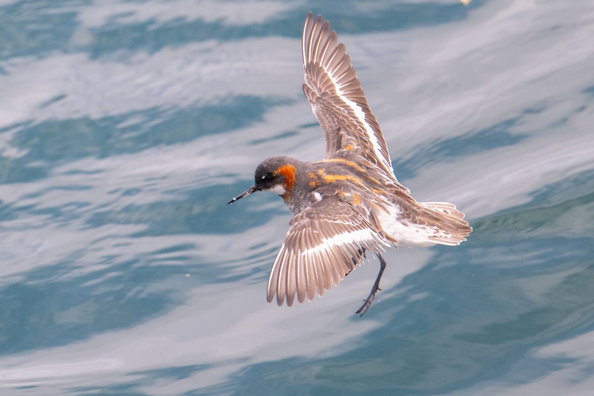 Red-necked Phalarope - Karen Kreiger