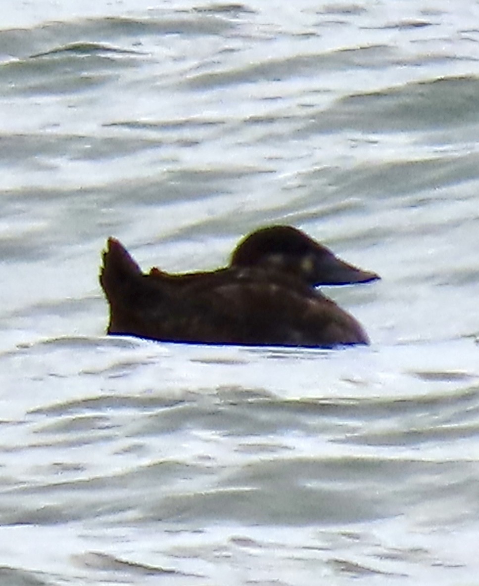 Surf Scoter - Herky Birder