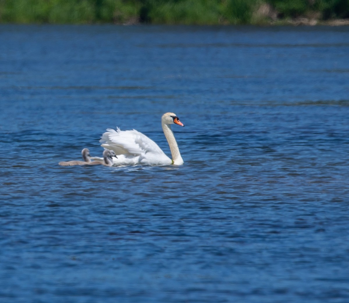 Mute Swan - Hin Ki  & Queenie  Pong