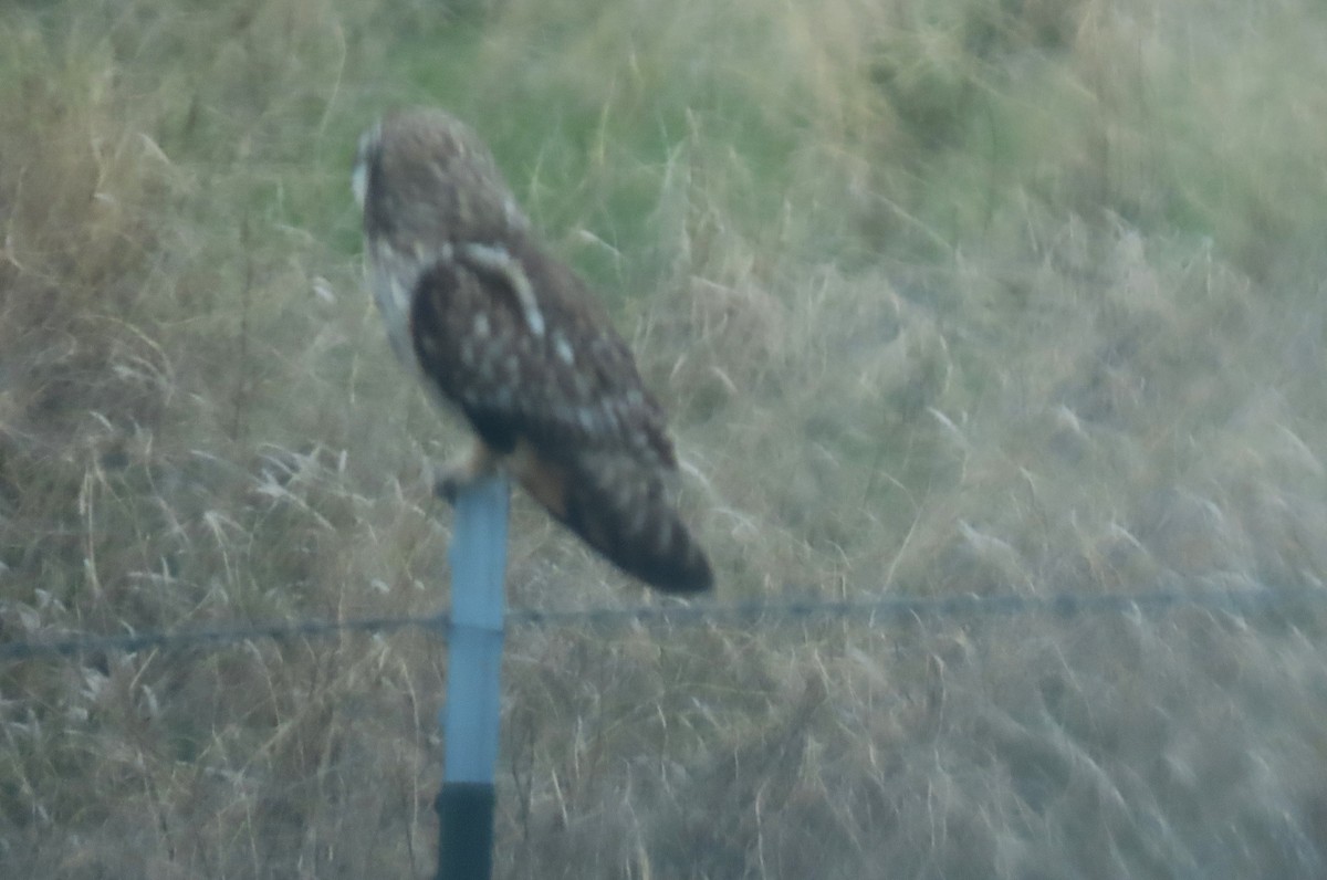 Short-eared Owl - Jim Moore