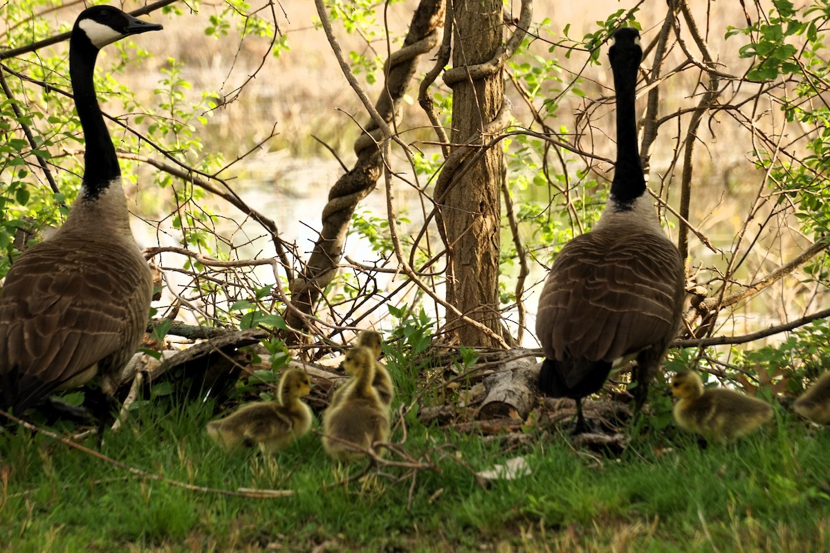 Canada Goose - Marcia Dunham