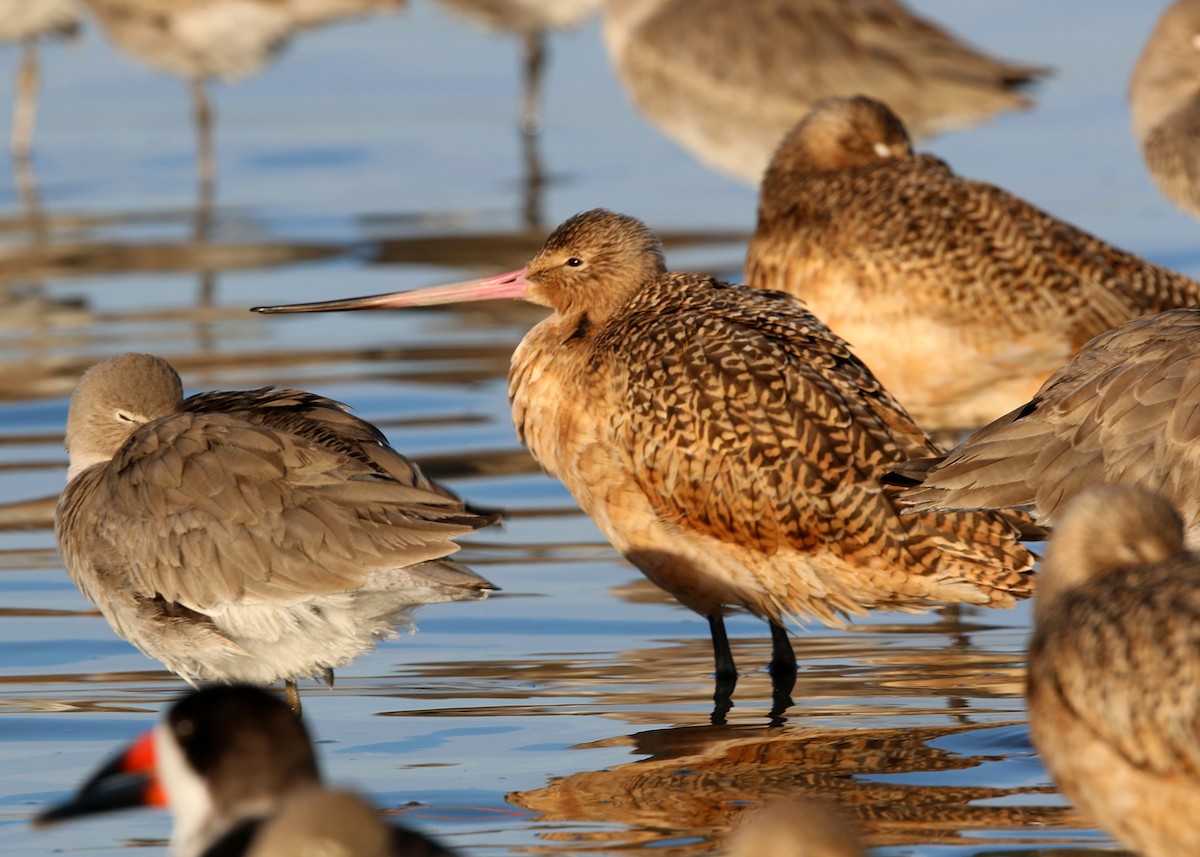 Marbled Godwit - ML619546662