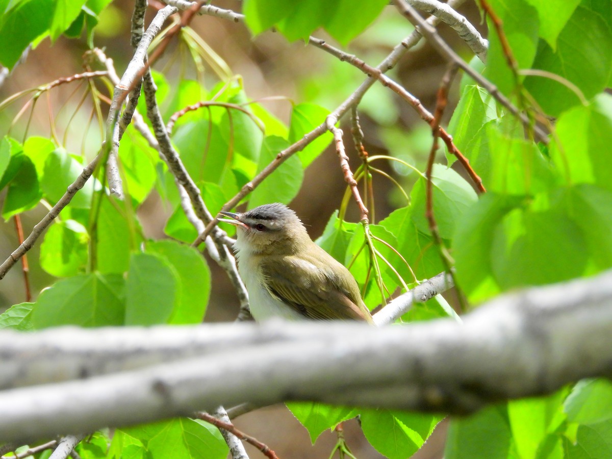 Red-eyed Vireo - Nicole St-Amant