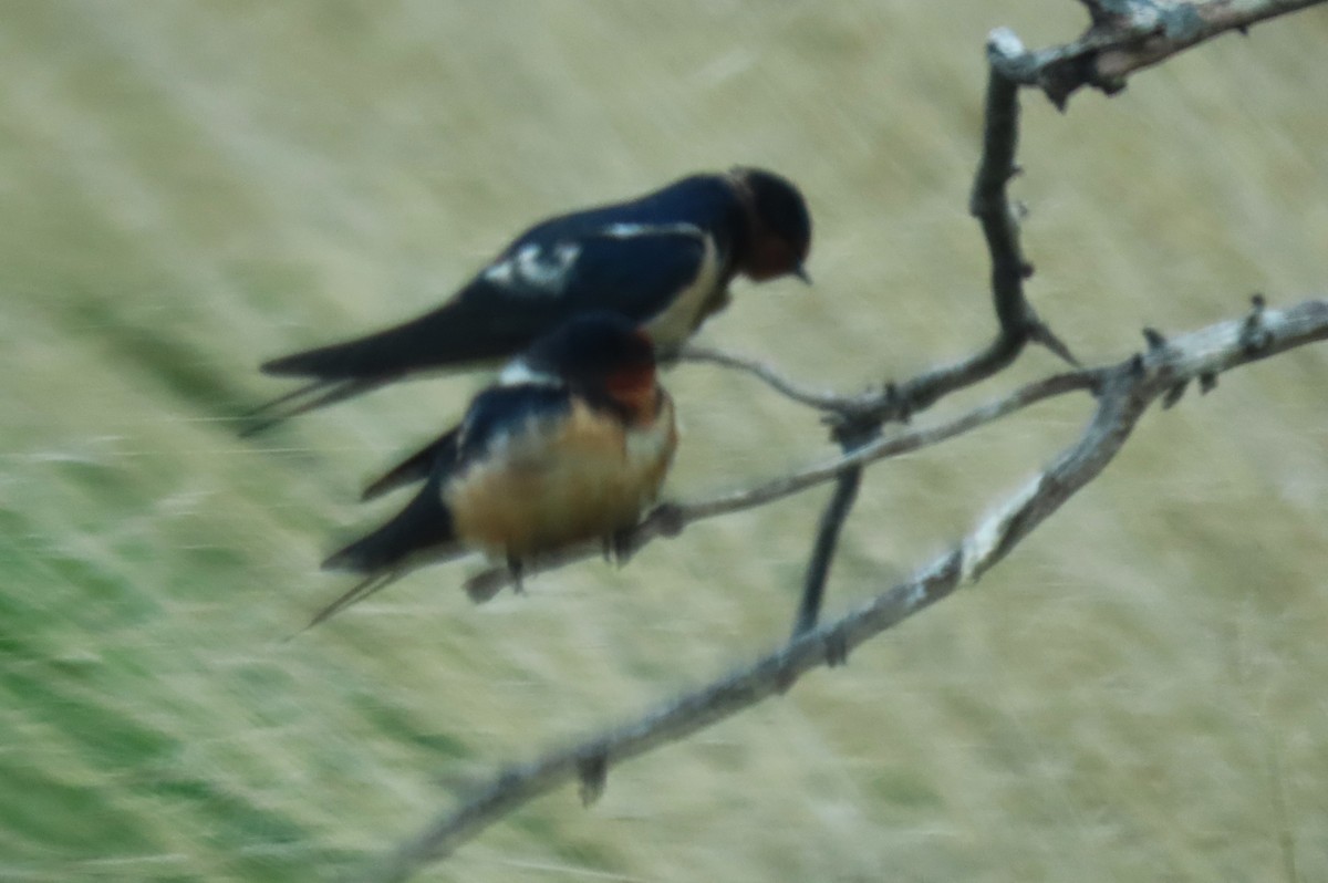 Barn Swallow - ML619546673