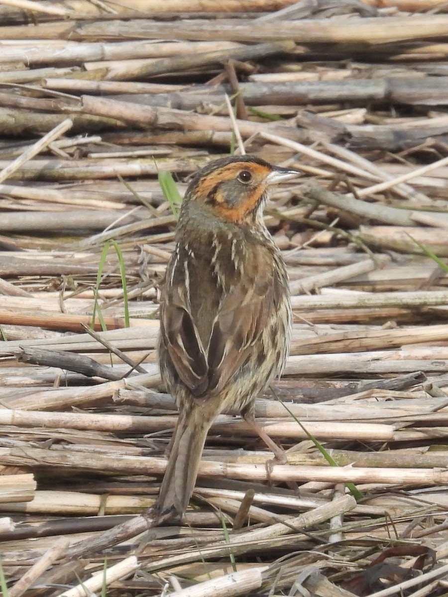 Saltmarsh Sparrow - Cindy Leffelman