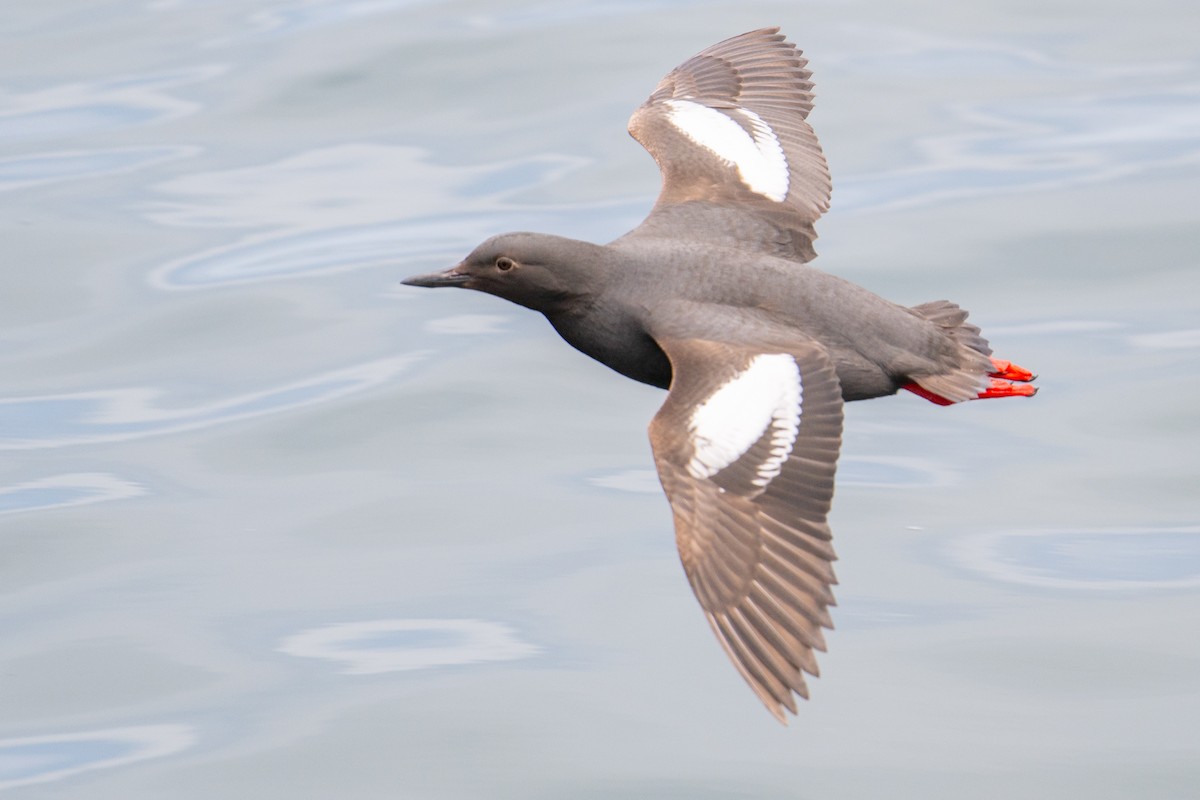 Pigeon Guillemot - Karen Kreiger