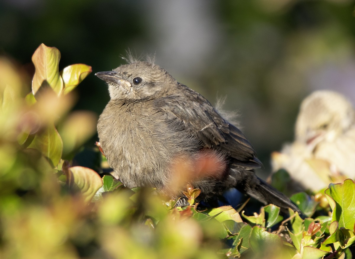 Brewer's Blackbird - Rene Reyes