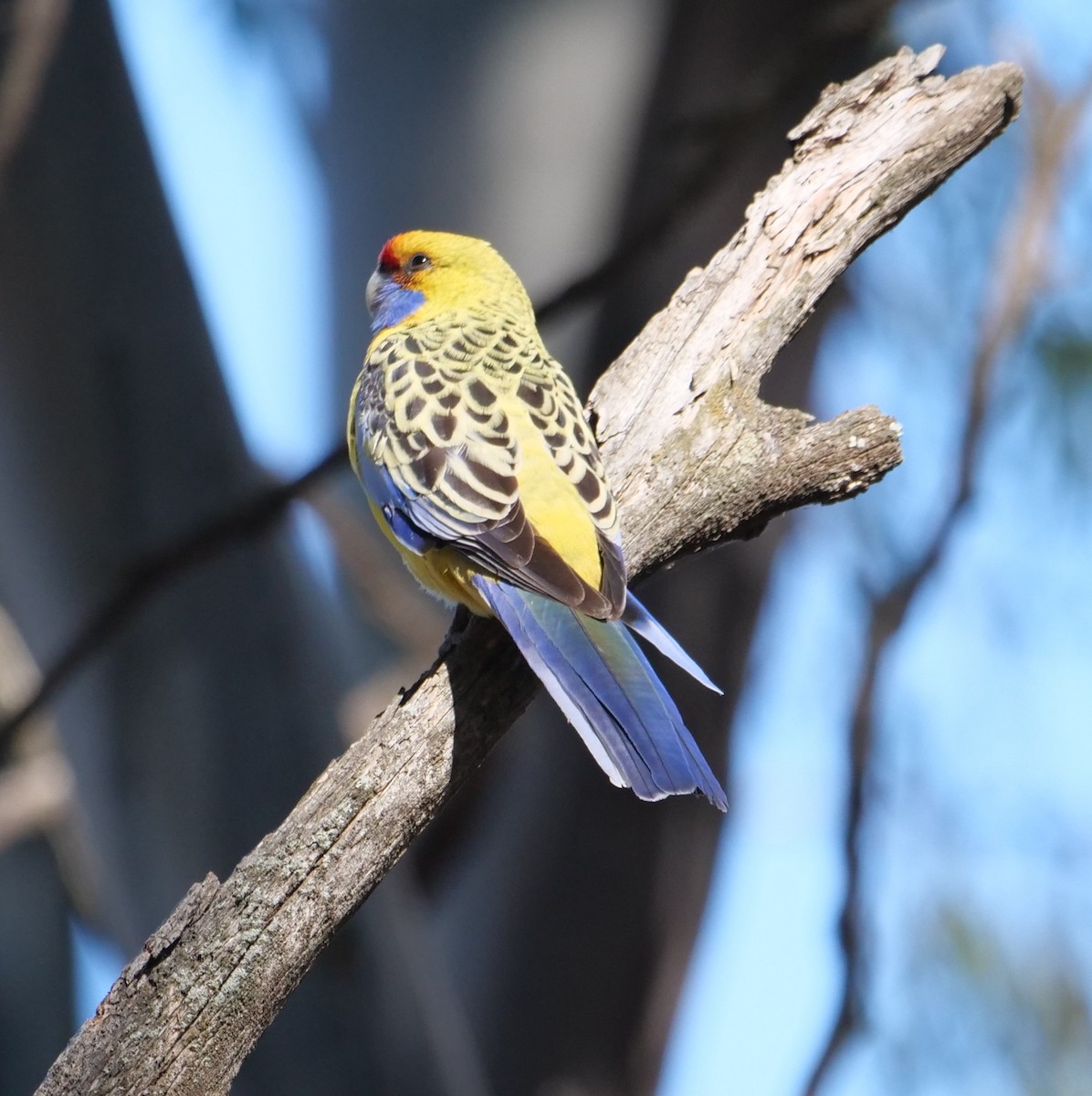 Crimson Rosella - Ian Gibson