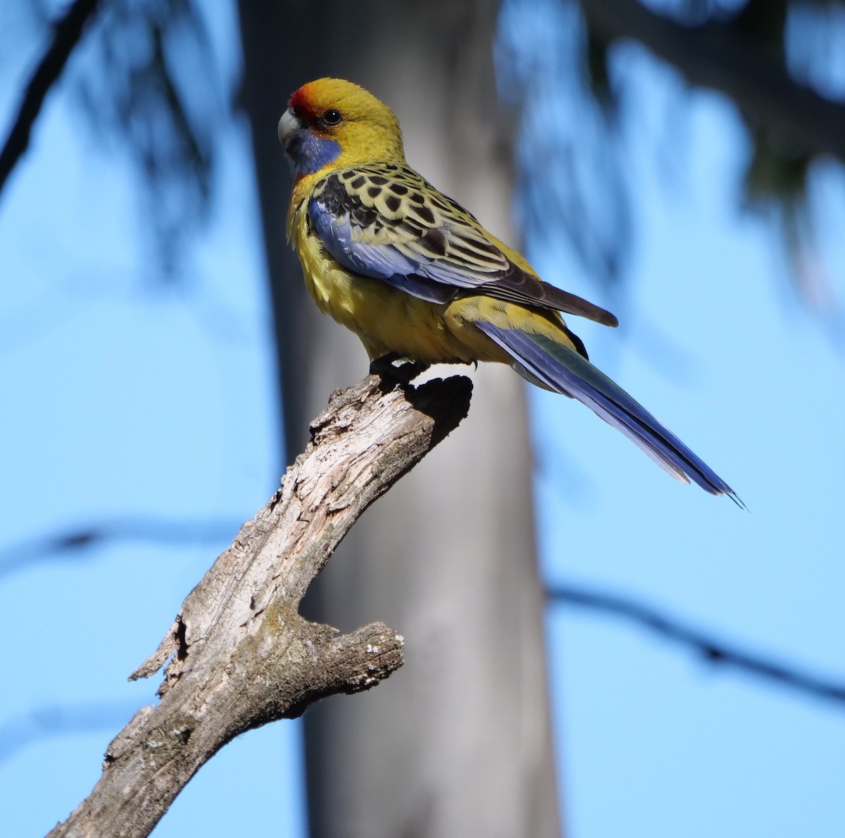 Crimson Rosella - Ian Gibson