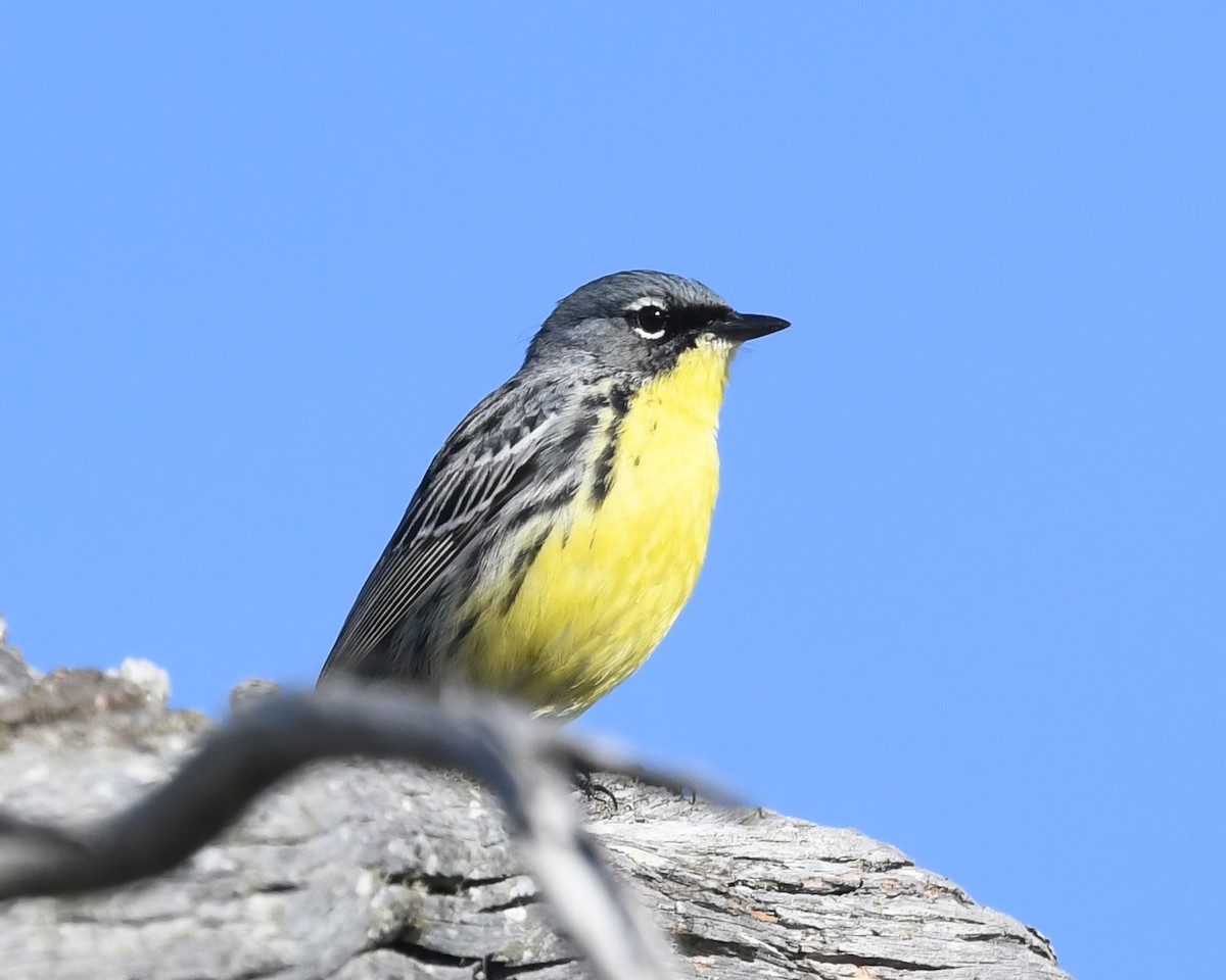 Kirtland's Warbler - ML619546684