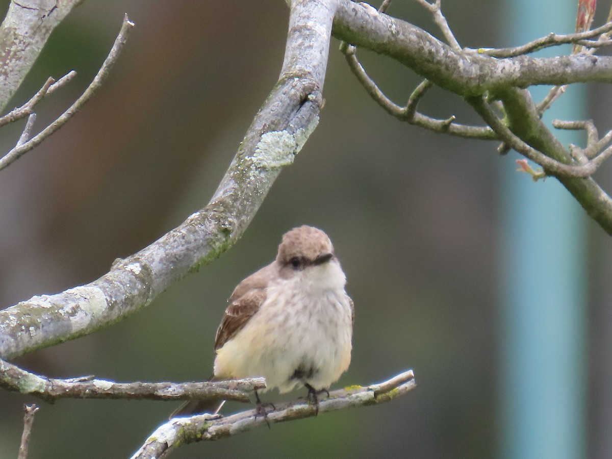 Vermilion Flycatcher - Shirley Reynolds