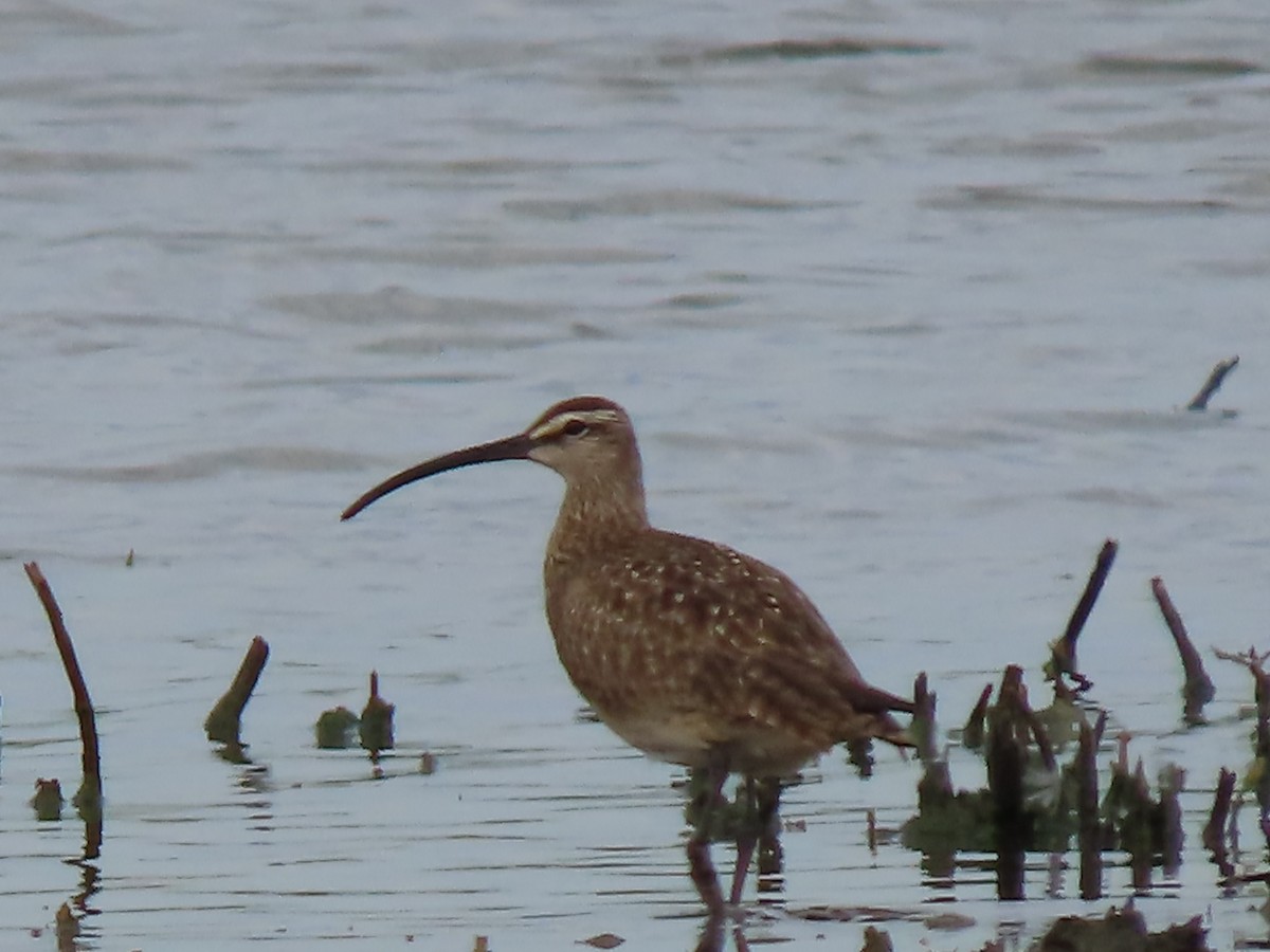 Whimbrel - Herky Birder