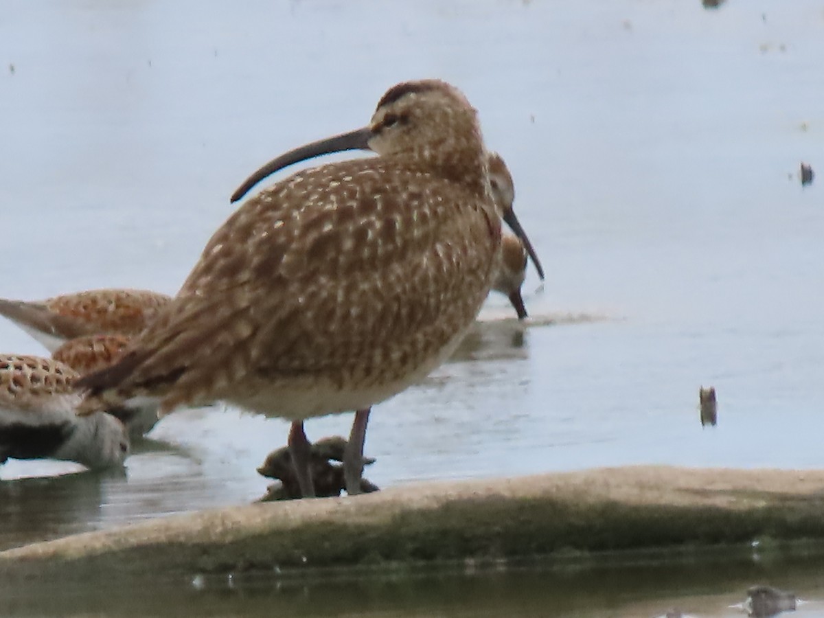 Whimbrel - Herky Birder