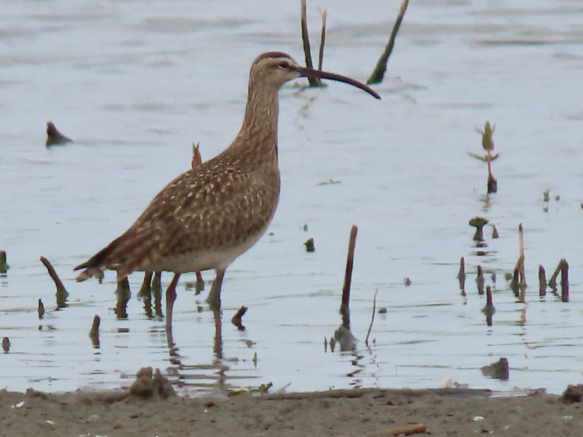 Whimbrel - Herky Birder