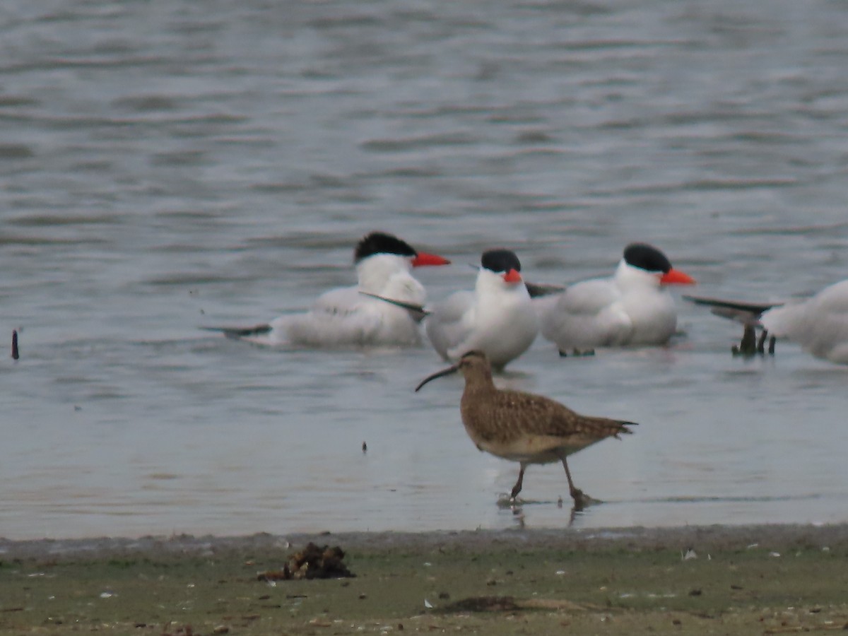 Whimbrel - Herky Birder