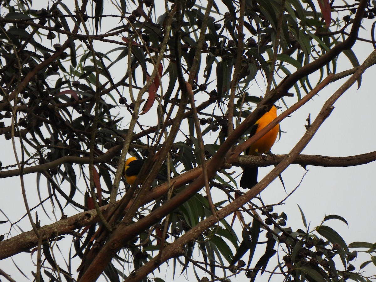 Oriole Blackbird - ML619546704