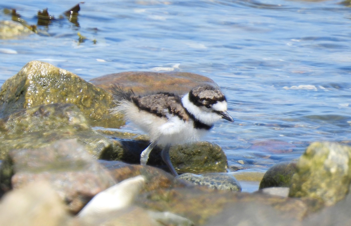 Killdeer - Cristina Hartshorn