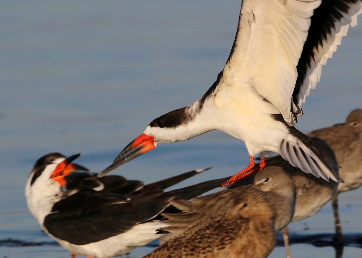 Black Skimmer - William Clark