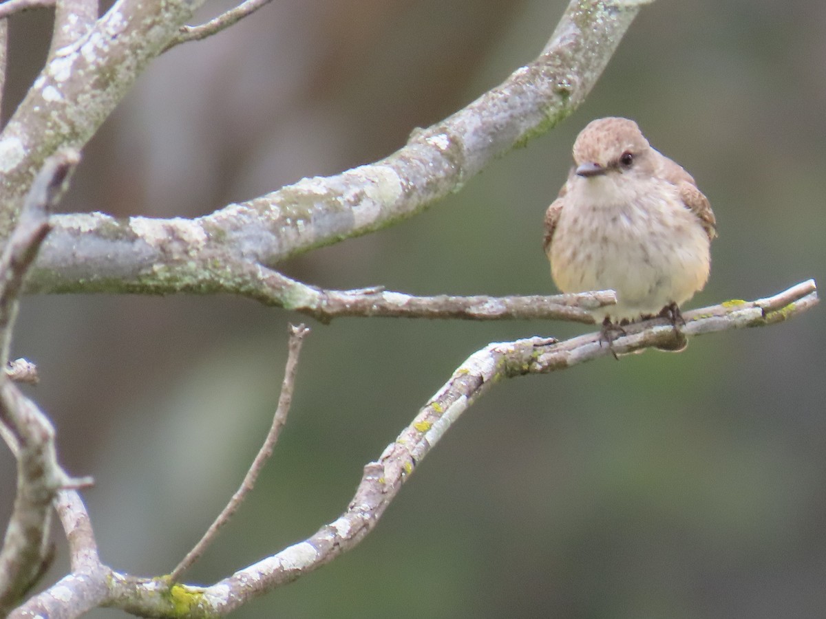 Vermilion Flycatcher - Shirley Reynolds