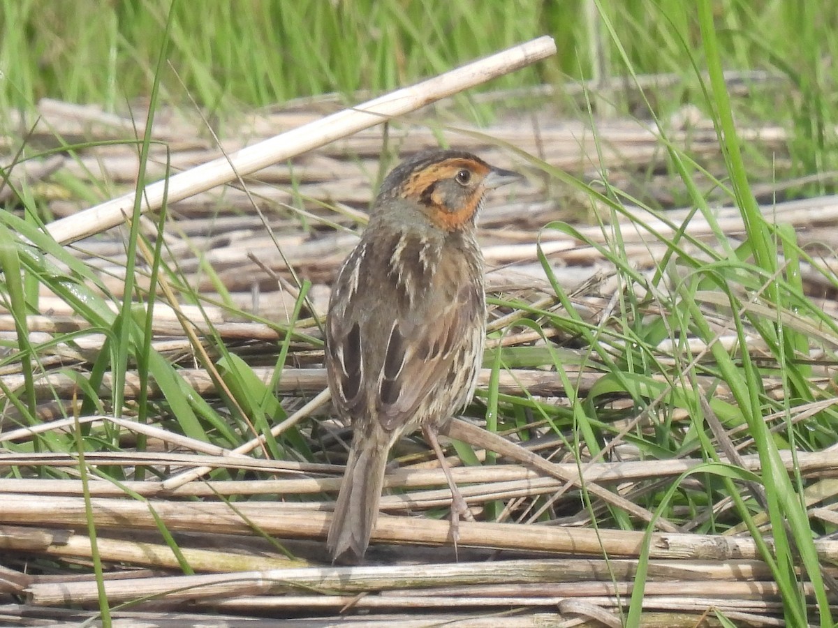 Saltmarsh Sparrow - Cindy Leffelman