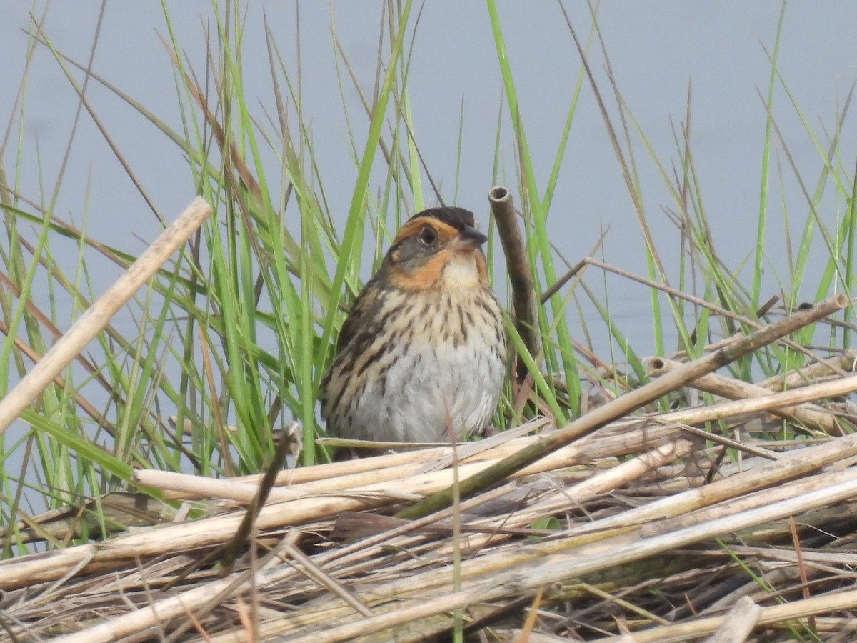 Saltmarsh Sparrow - Cindy Leffelman