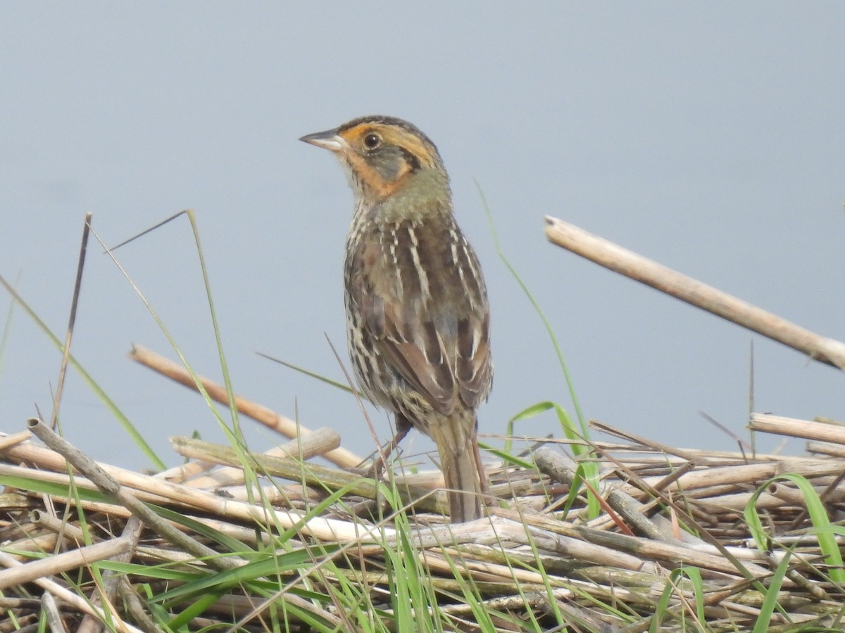 Saltmarsh Sparrow - Cindy Leffelman