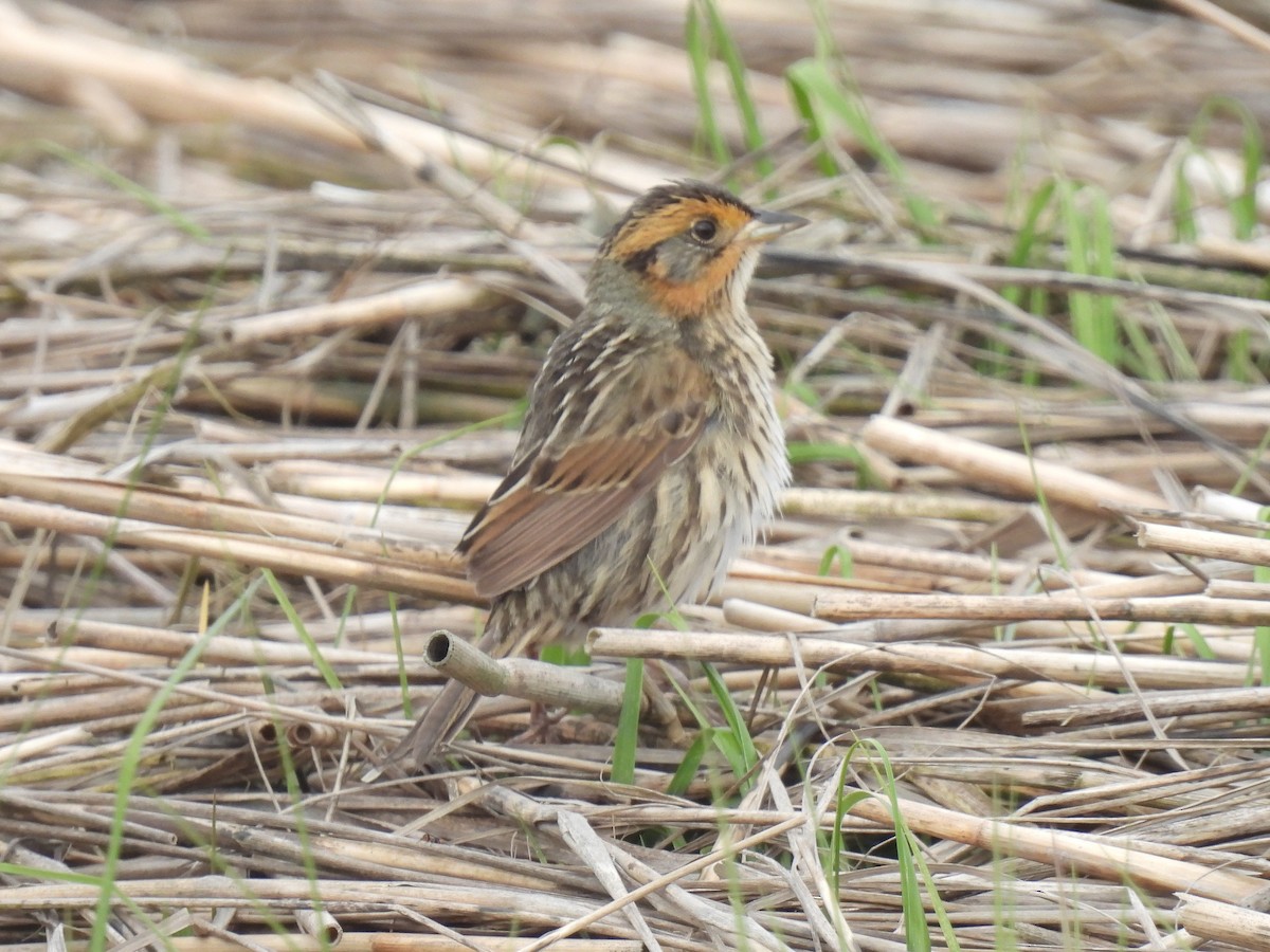 Saltmarsh Sparrow - Cindy Leffelman