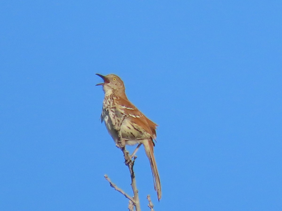 Brown Thrasher - Dick Zerger