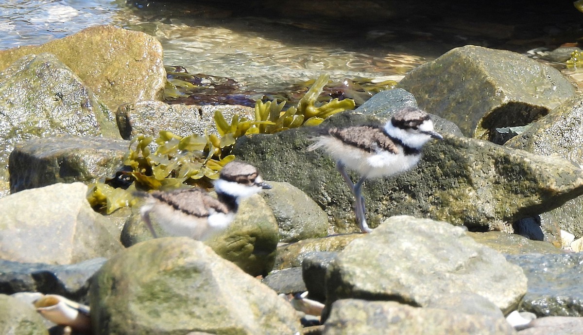 Killdeer - Cristina Hartshorn