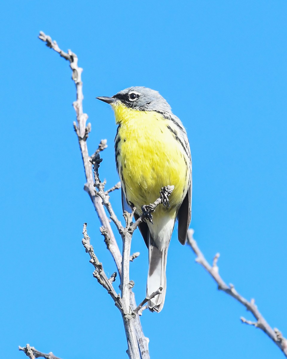 Kirtland's Warbler - Maurice DeMille