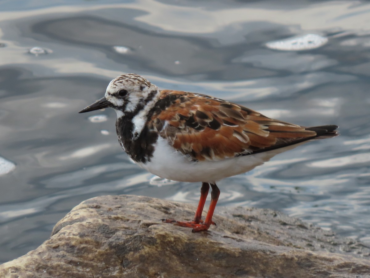 Ruddy Turnstone - Herky Birder