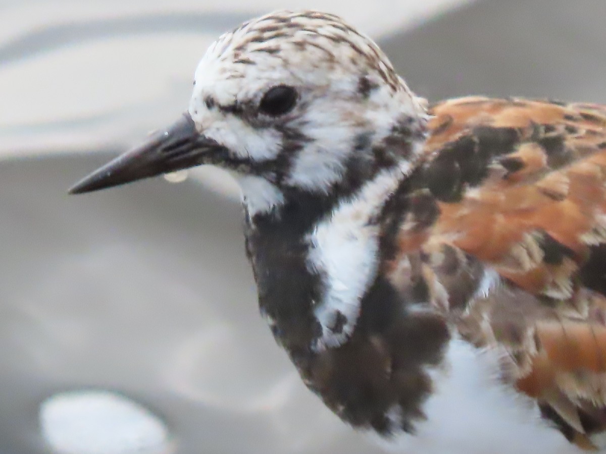 Ruddy Turnstone - Herky Birder