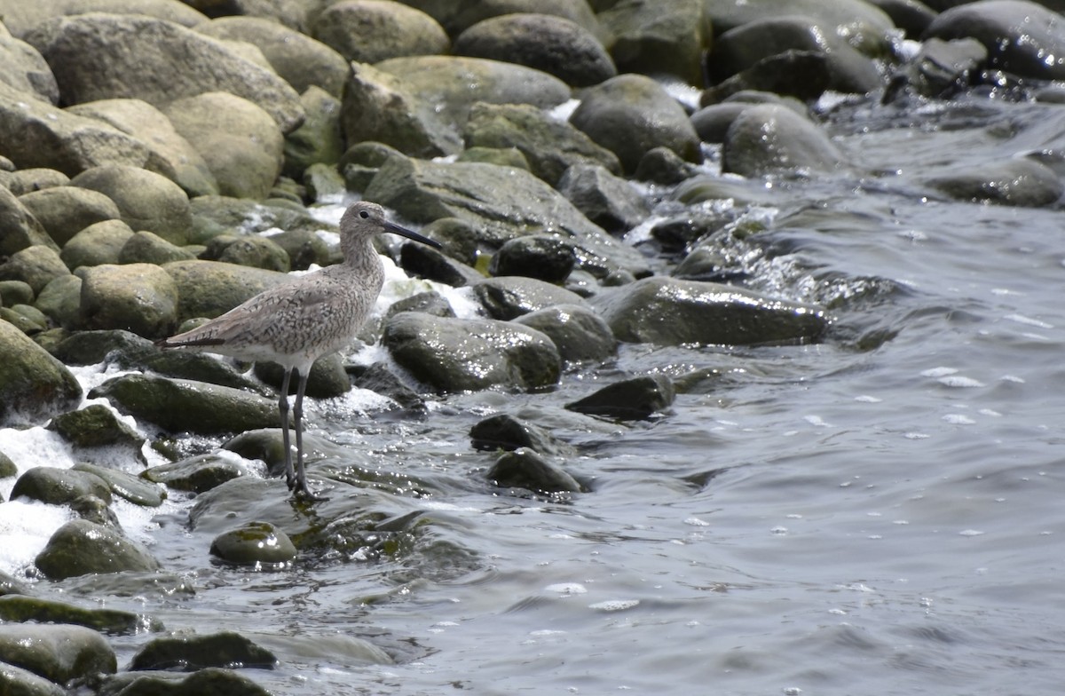 Willet - ML619546740