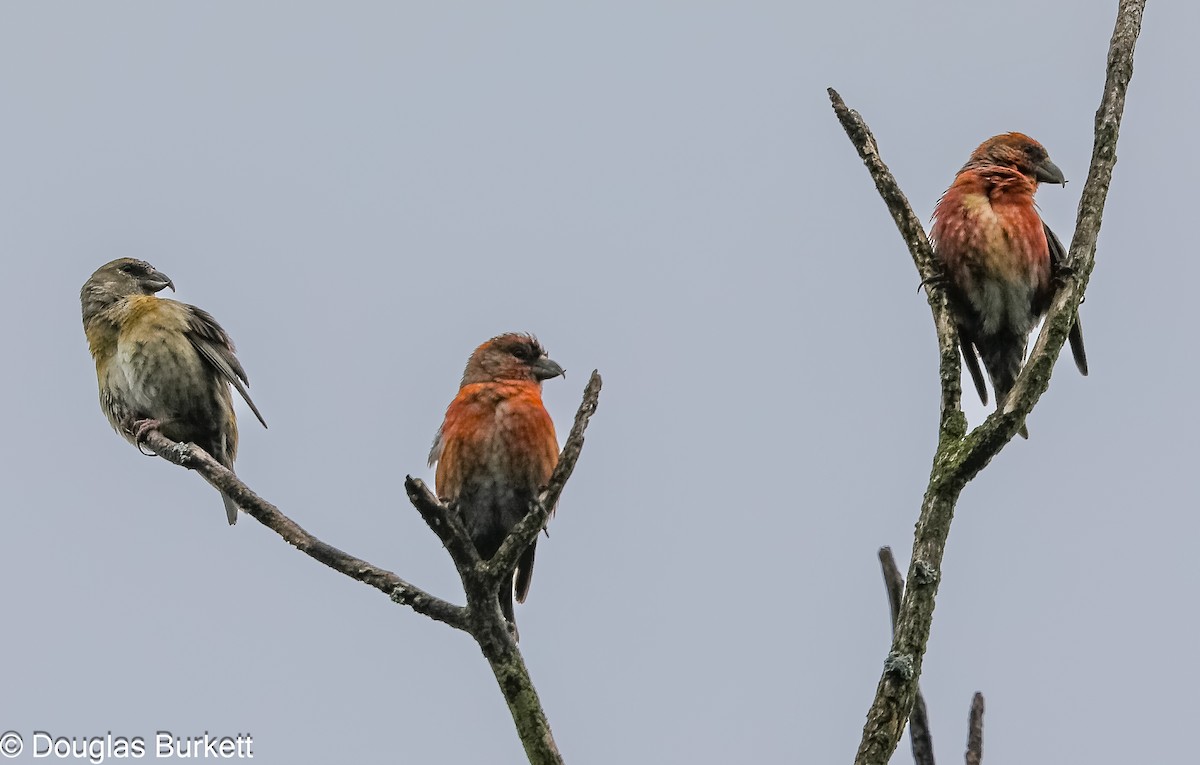 Red Crossbill - Douglas Burkett