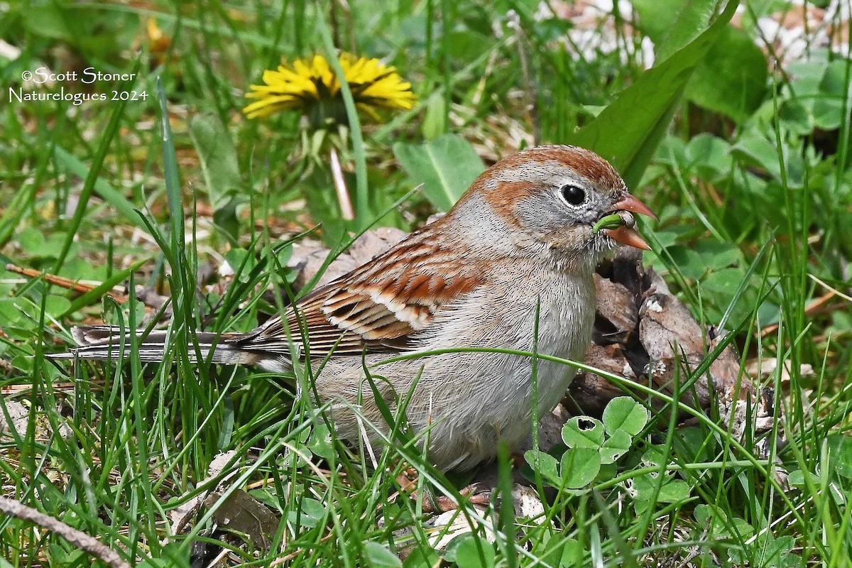 Field Sparrow - Scott Stoner