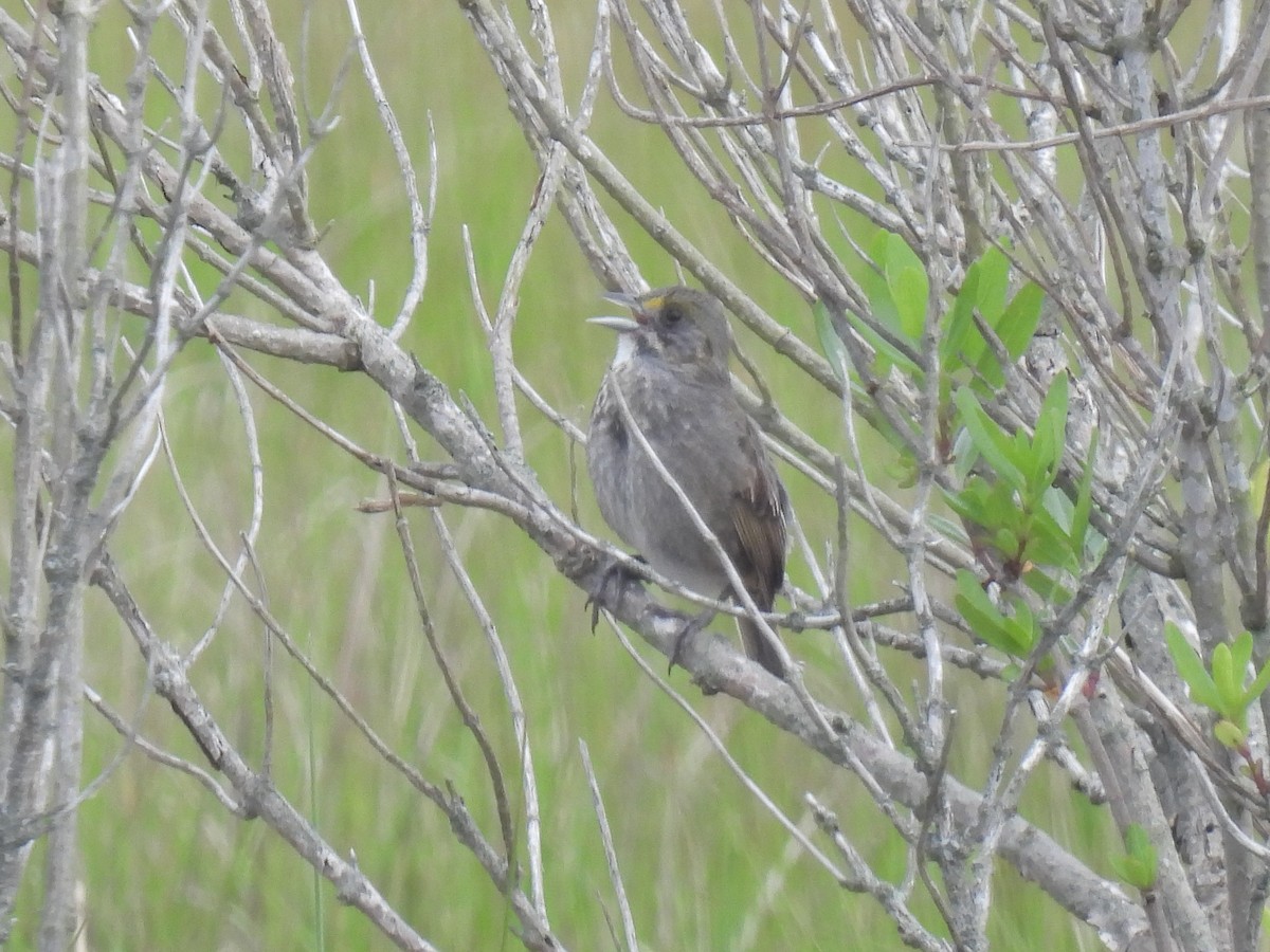 Seaside Sparrow - Cindy Leffelman