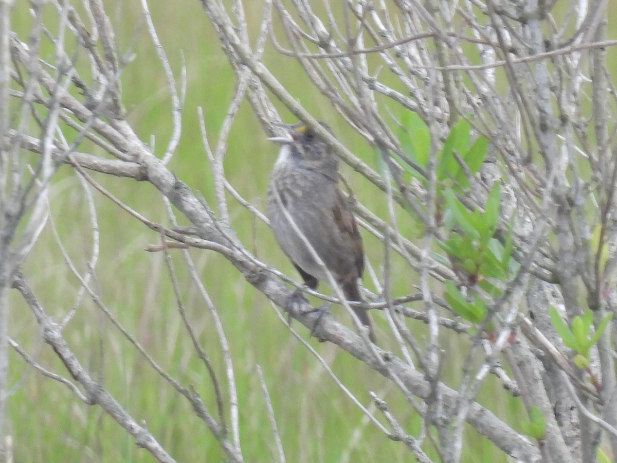 Seaside Sparrow - Cindy Leffelman