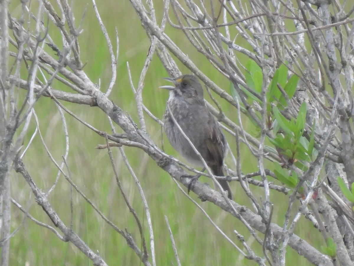 Seaside Sparrow - Cindy Leffelman