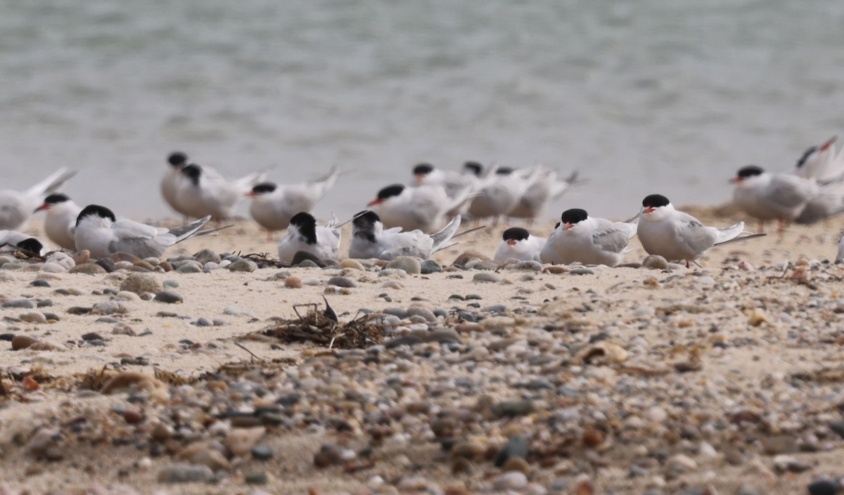 Common Tern - burton balkind