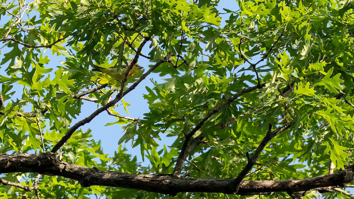 Scarlet Tanager - Todd Kiraly