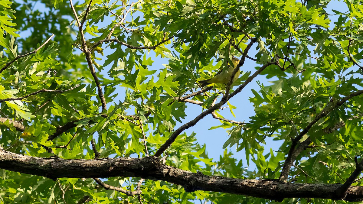 Scarlet Tanager - Todd Kiraly